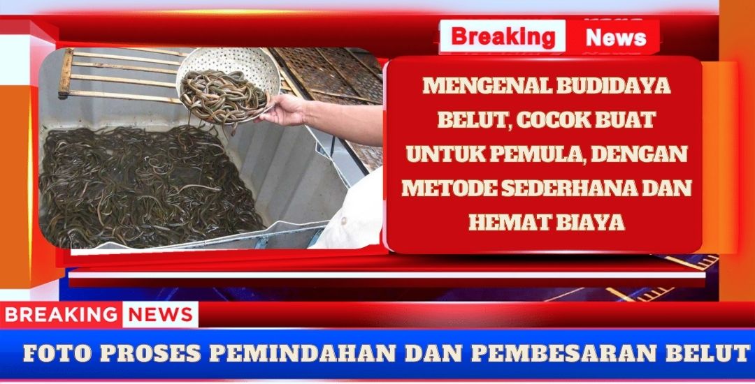 Mengenal Budidaya Belut: Panduan Lengkap untuk Pemula