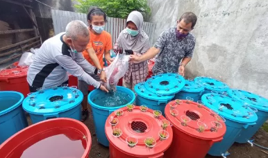 pemilihan bibit ikan lele