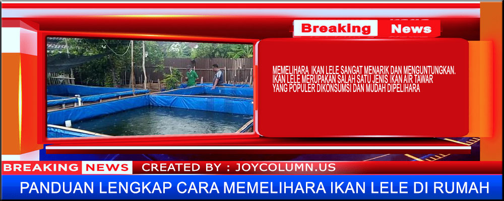 Panduan Lengkap Cara Memelihara Ikan Lele di Rumah