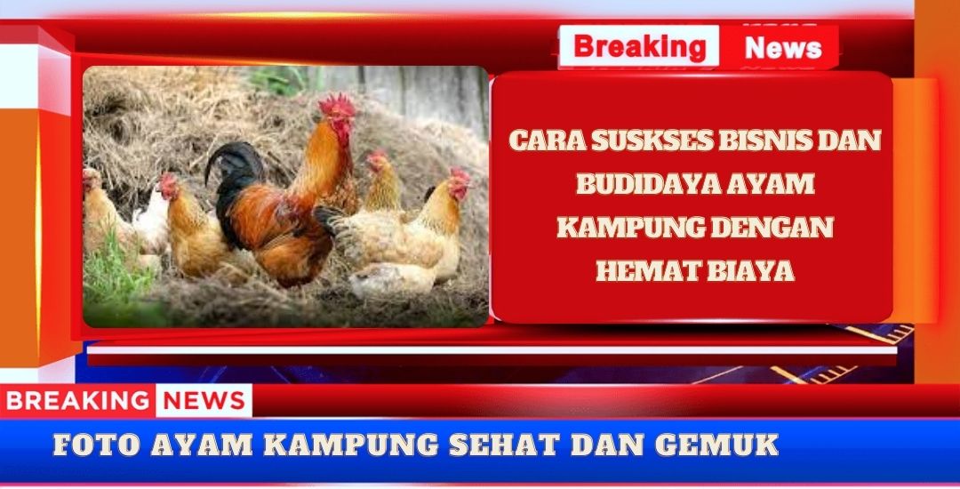 Menggali Potensi Bisnis Budidaya Ayam Kampung Peluang dan Tantangan