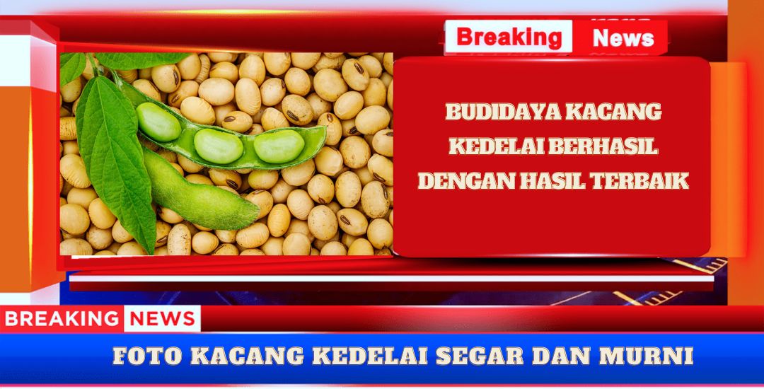 Budidaya Kacang Kedelai Sebagai Investasi Berkelanjutan