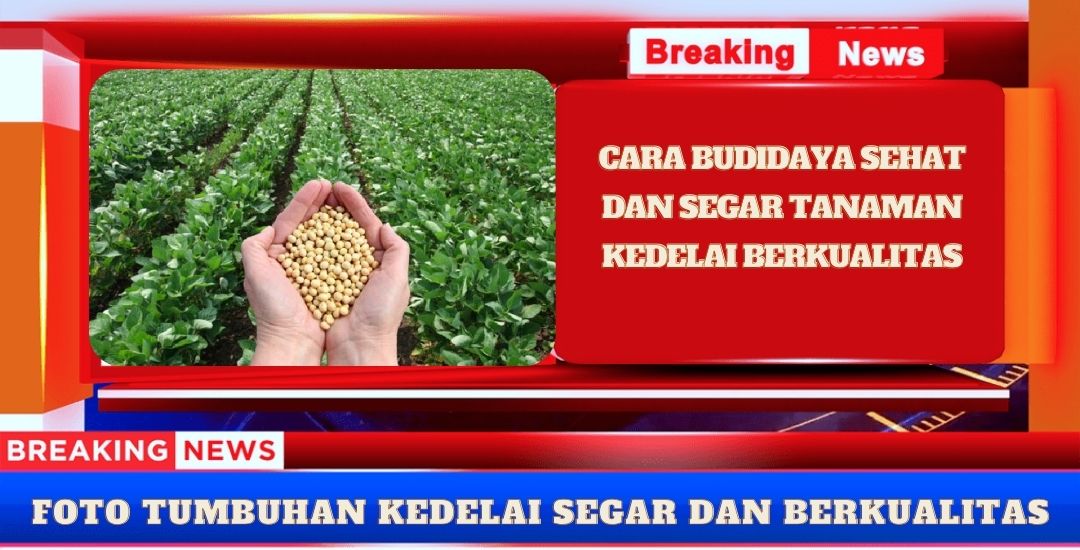 Menanam Tumbuhan Kedelai Berkualitas Dengan Sukses