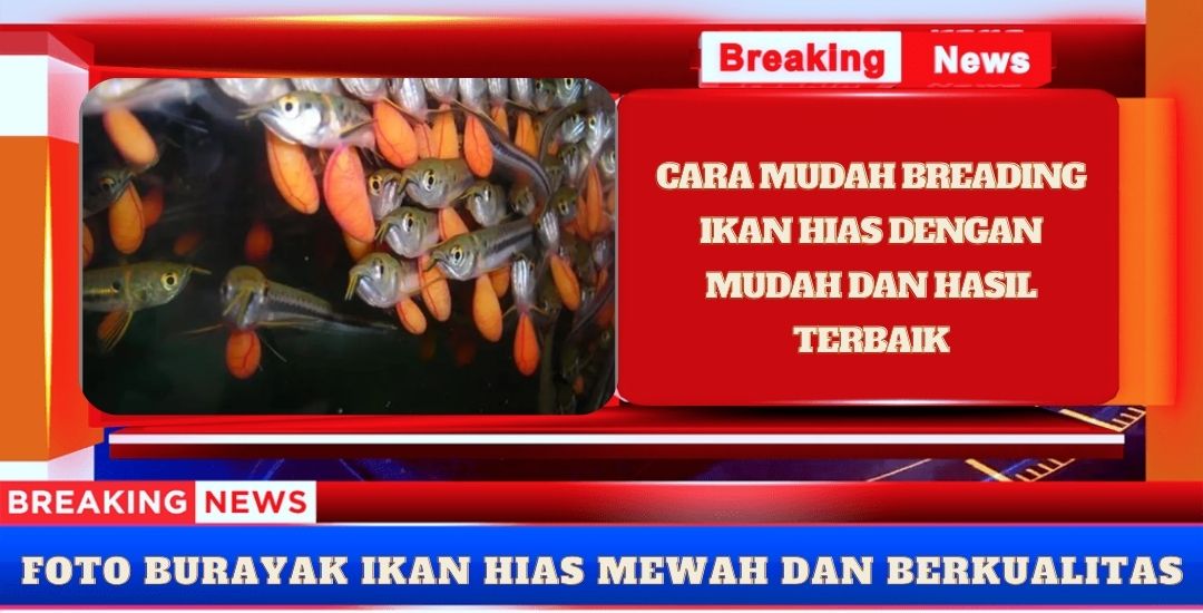 Cara Membreeding Ikan Hias Dengan Mudah Jamin Mantul