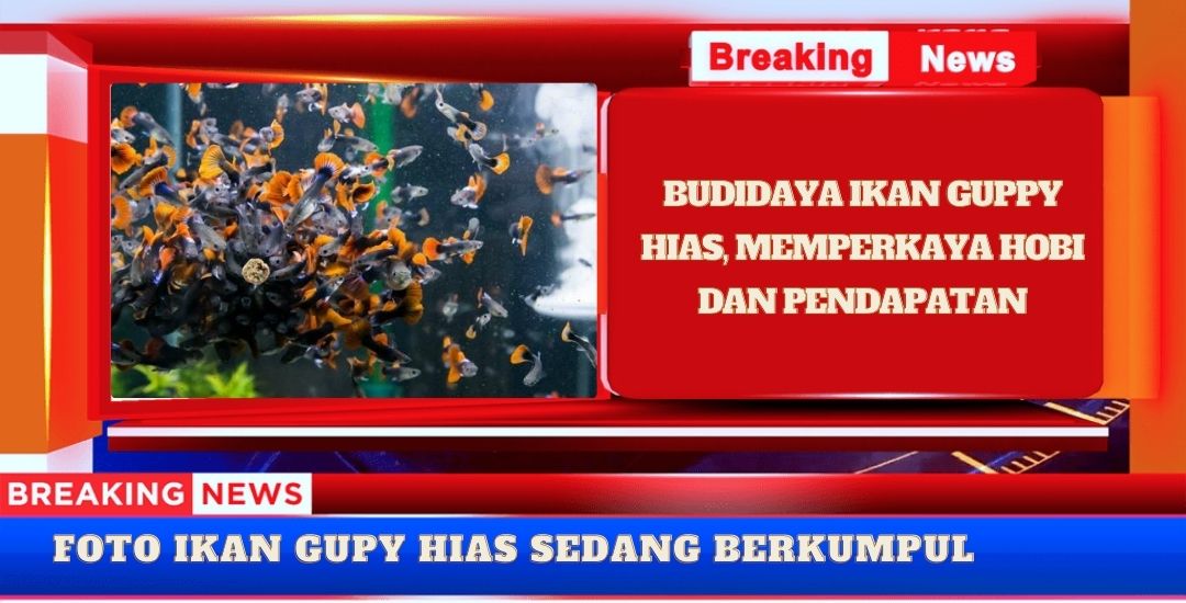 Budidaya Ikan Guppy Hias, Memperkaya Hobi Dan Pendapatan