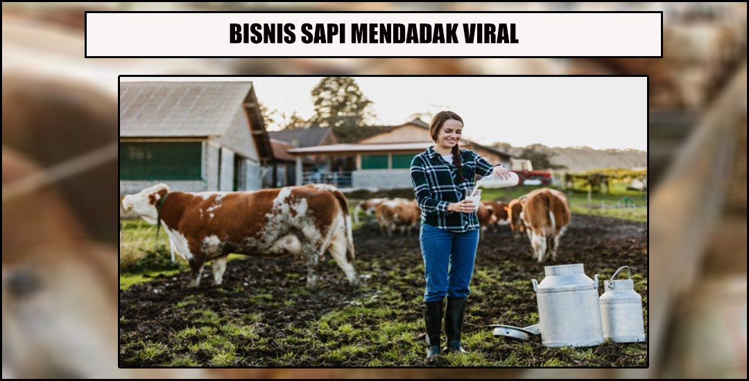 Mimpi Kisah Pengusaha Muda Bisnis Peternakan Sapi